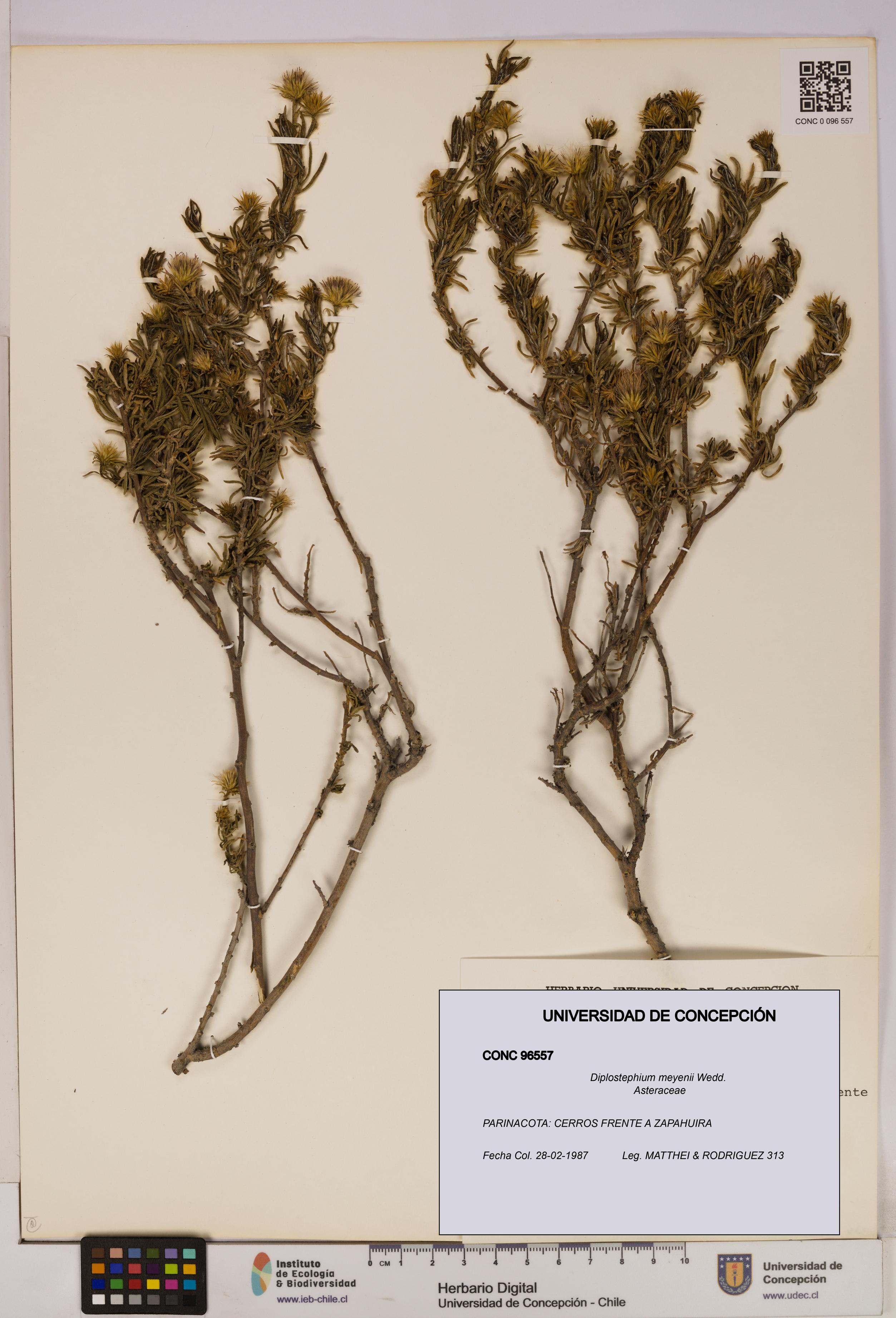 Diplostephium meyenii [Espécimen: UDEC:CONC:0096557]