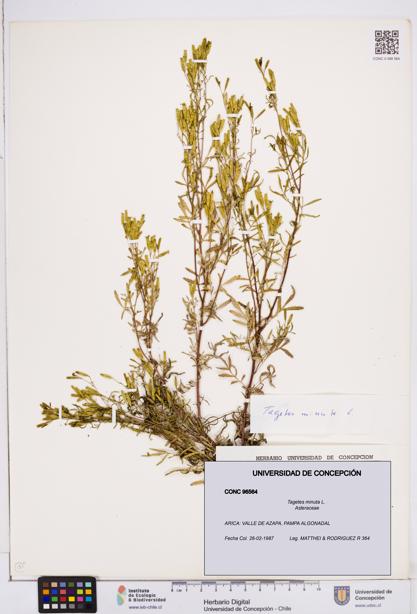 Tagetes minuta [Espécimen: ]