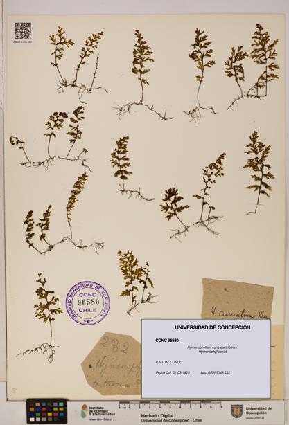 Hymenophyllum cuneatum [Espécimen: UDEC:CONC:0096580]