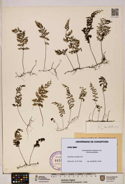 Hymenophyllum dentatum [Espécimen: UDEC:CONC:0096581]