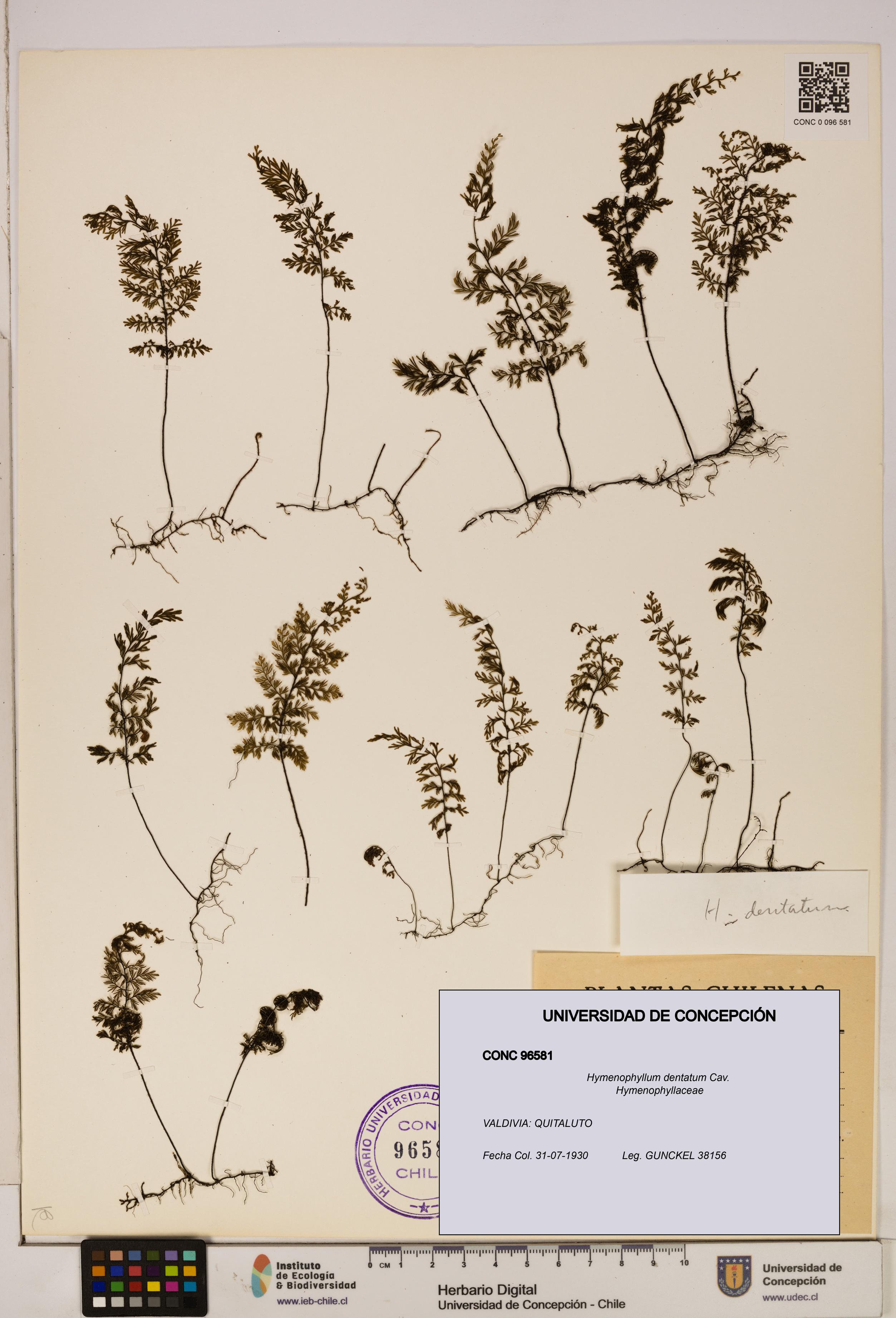 Hymenophyllum dentatum [Espécimen: UDEC:CONC:0096581]