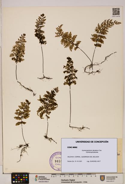 Hymenophyllum dentatum [Espécimen: UDEC:CONC:0096582]