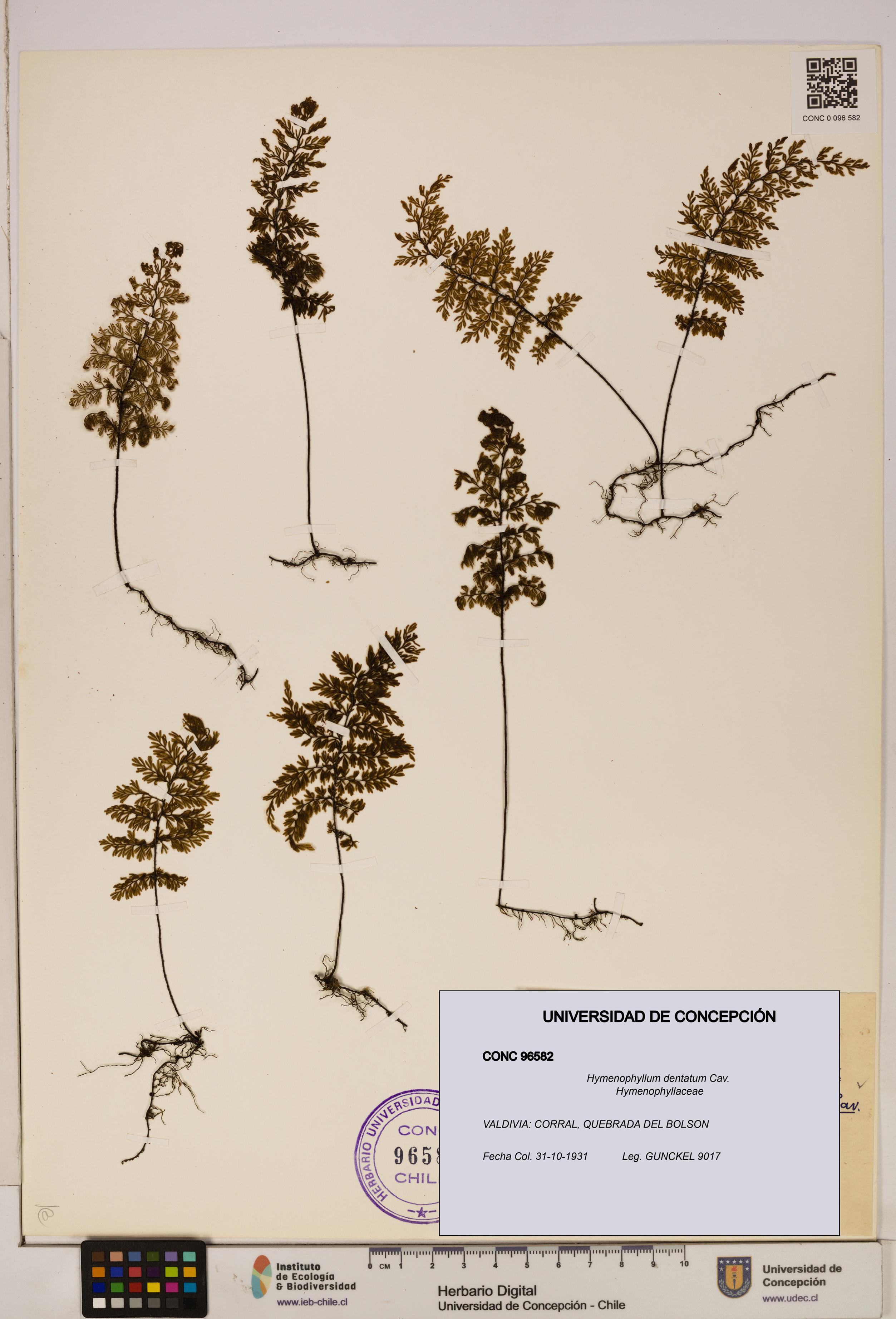 Hymenophyllum dentatum [Espécimen: UDEC:CONC:0096582]