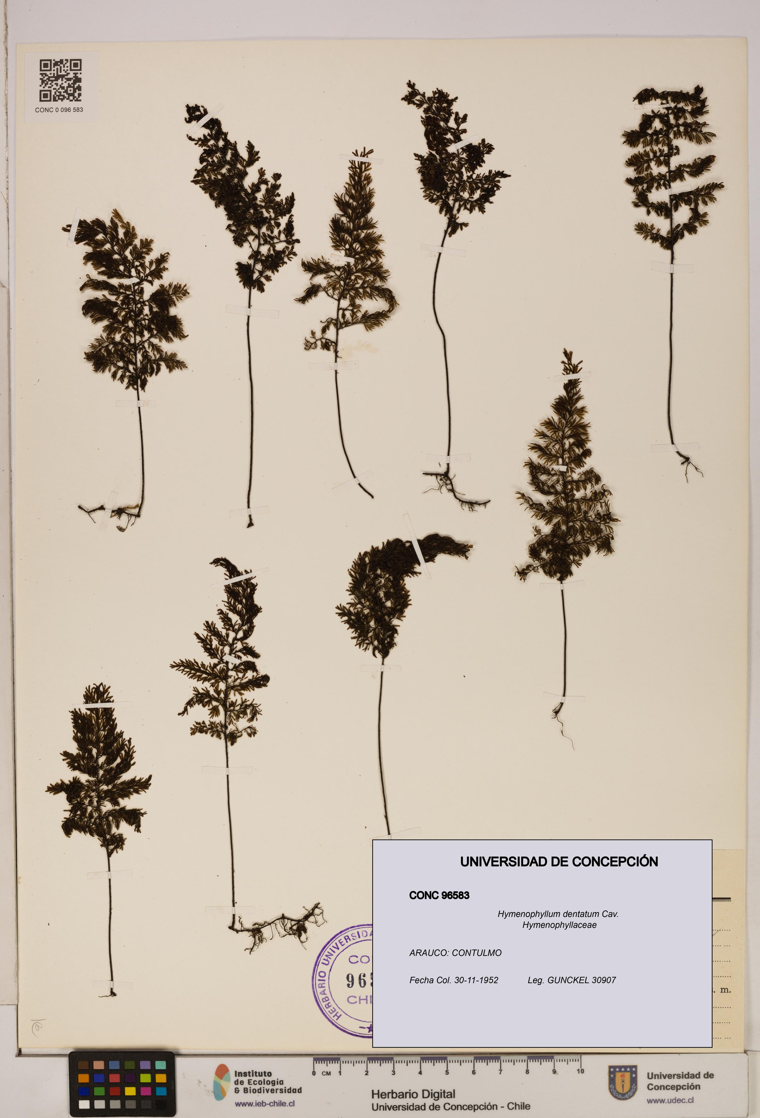 Hymenophyllum dentatum [Espécimen: UDEC:CONC:0096583]