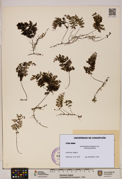 Hymenophyllum dentatum [Espécimen: UDEC:CONC:0096584]