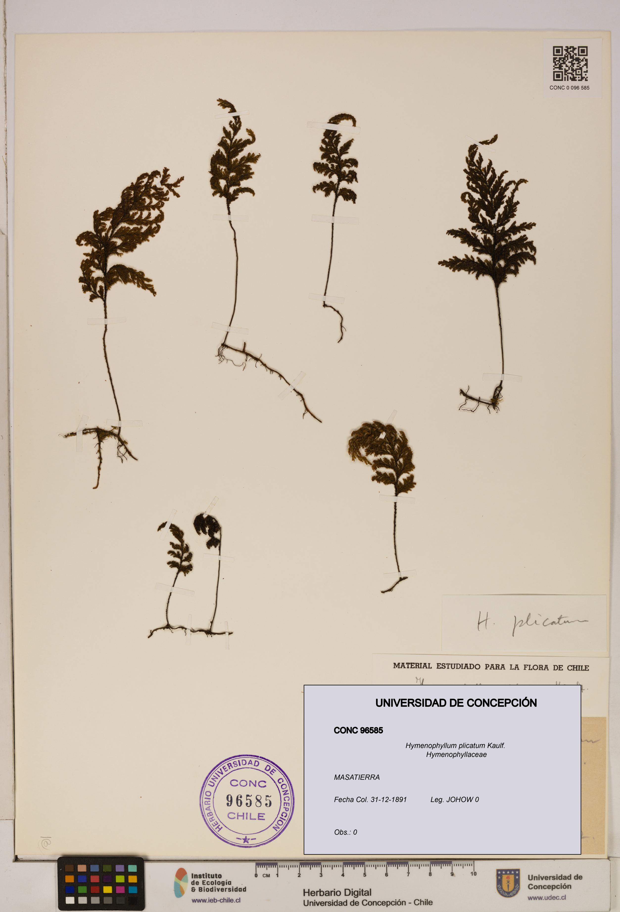 Hymenophyllum plicatum [Espécimen: ]