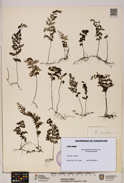 Hymenophyllum dentatum [Espécimen: UDEC:CONC:0096586]