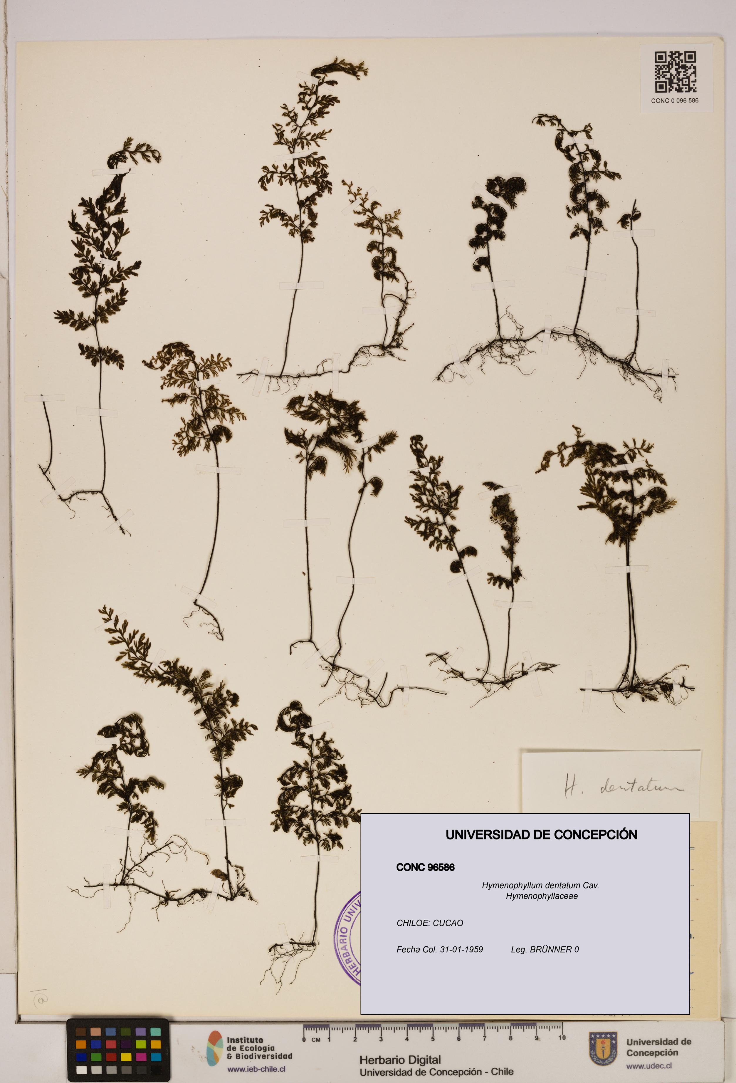 Hymenophyllum dentatum [Espécimen: UDEC:CONC:0096586]