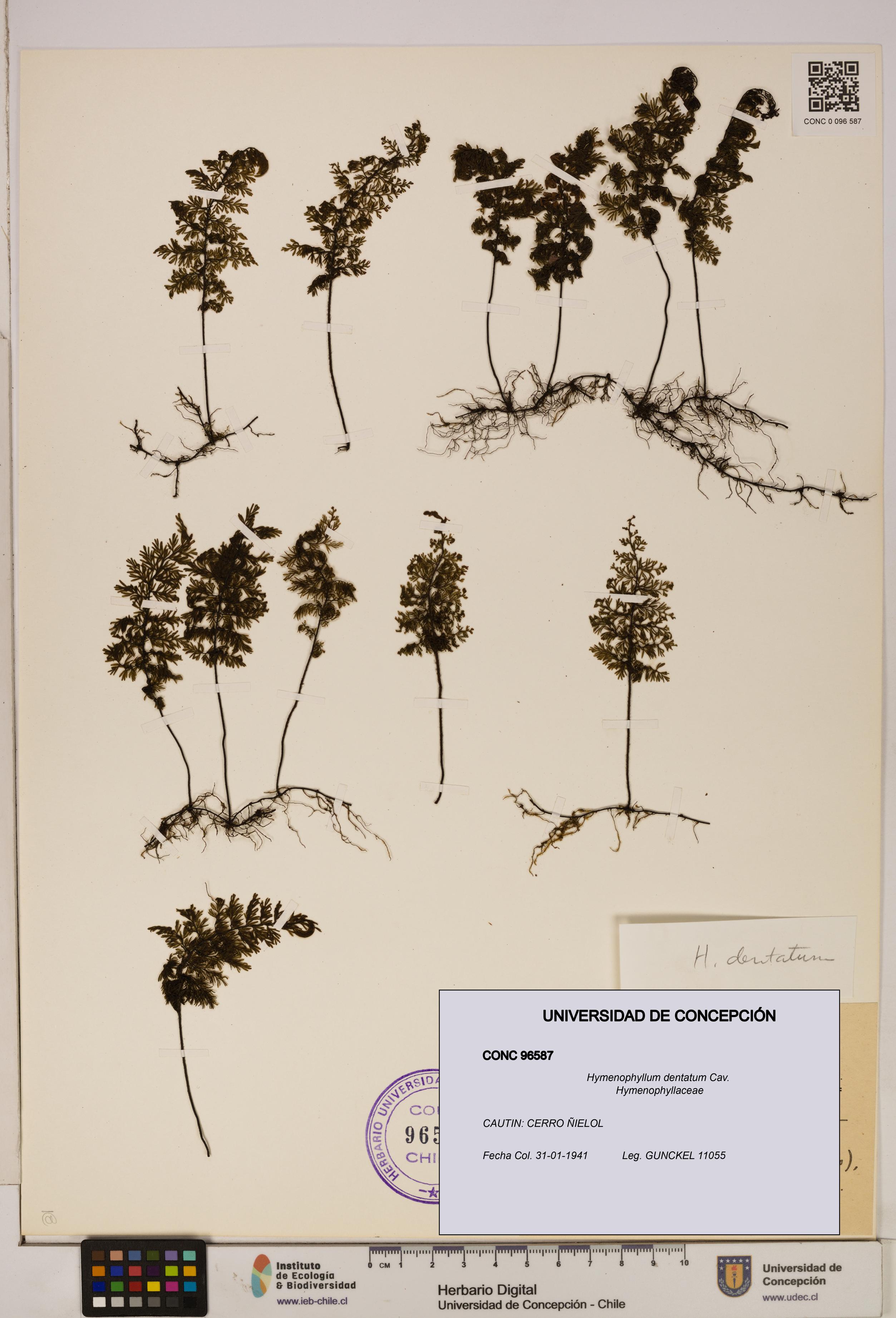 Hymenophyllum dentatum [Espécimen: UDEC:CONC:0096587]