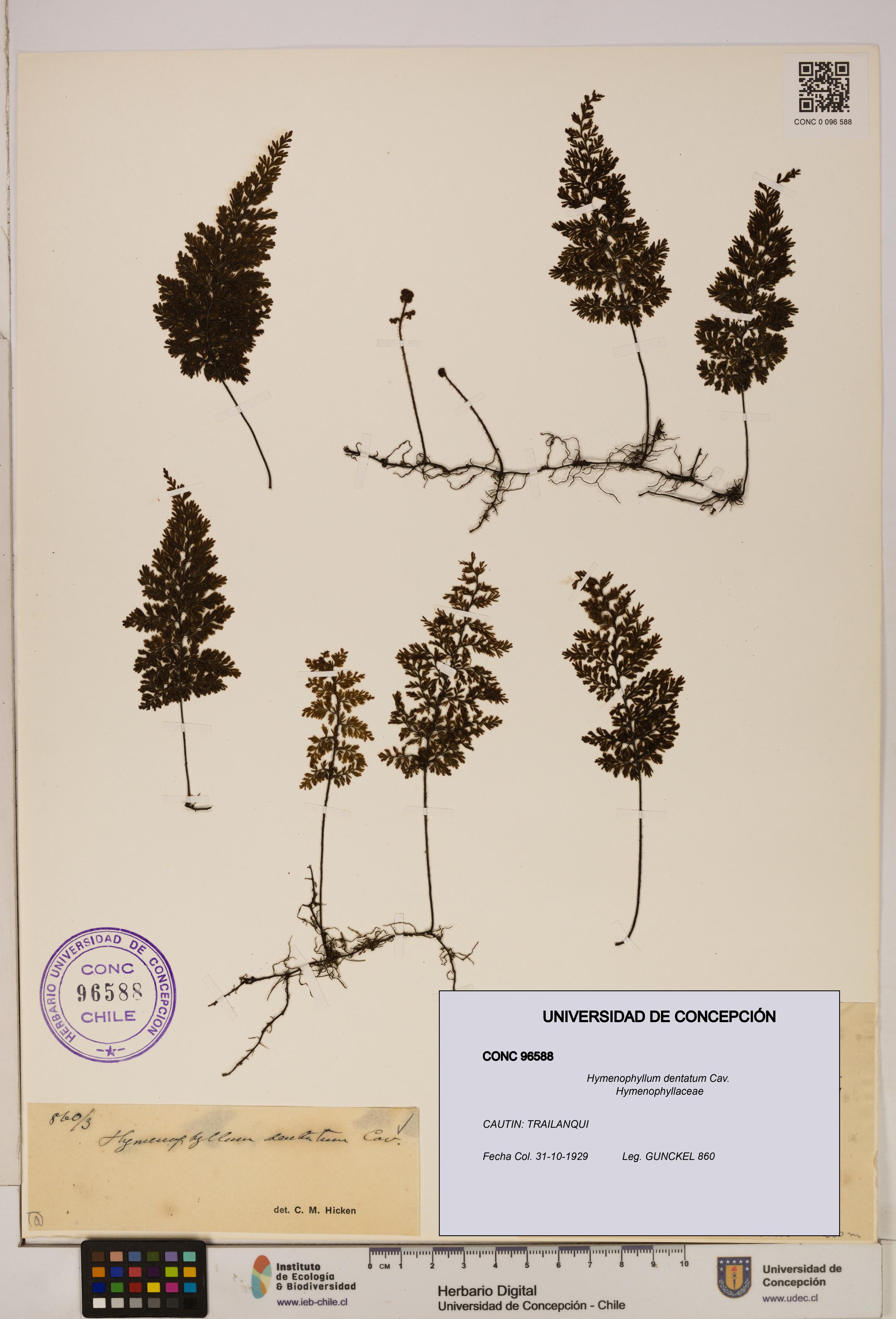 Hymenophyllum dentatum [Espécimen: UDEC:CONC:0096588]