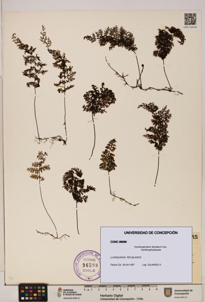 Hymenophyllum dentatum [Espécimen: UDEC:CONC:0096589]