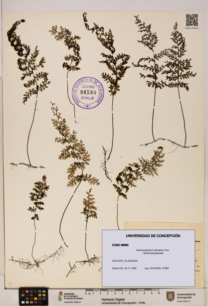 Hymenophyllum dentatum [Espécimen: UDEC:CONC:0096590]