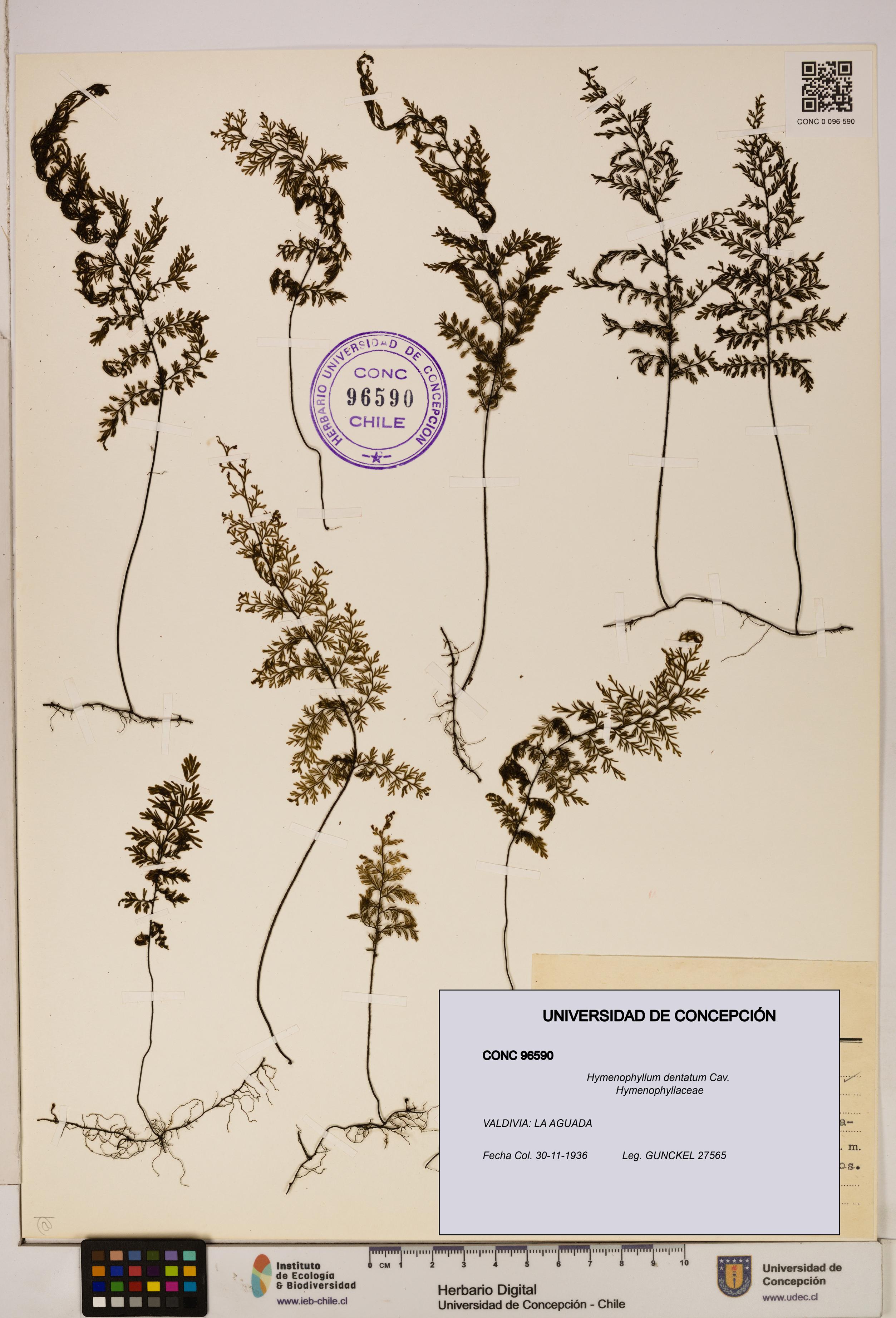 Hymenophyllum dentatum [Espécimen: UDEC:CONC:0096590]