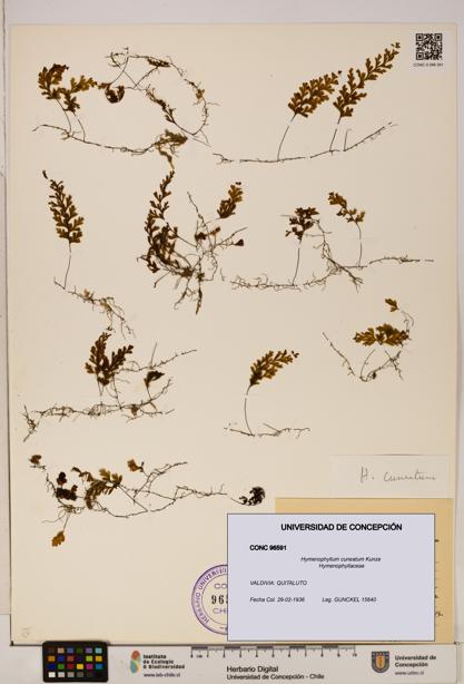 Hymenophyllum cuneatum [Espécimen: UDEC:CONC:0096591]