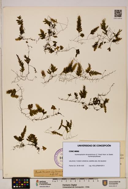 Hymenophyllum dicranotrichum [Espécimen: UDEC:CONC:0096592]