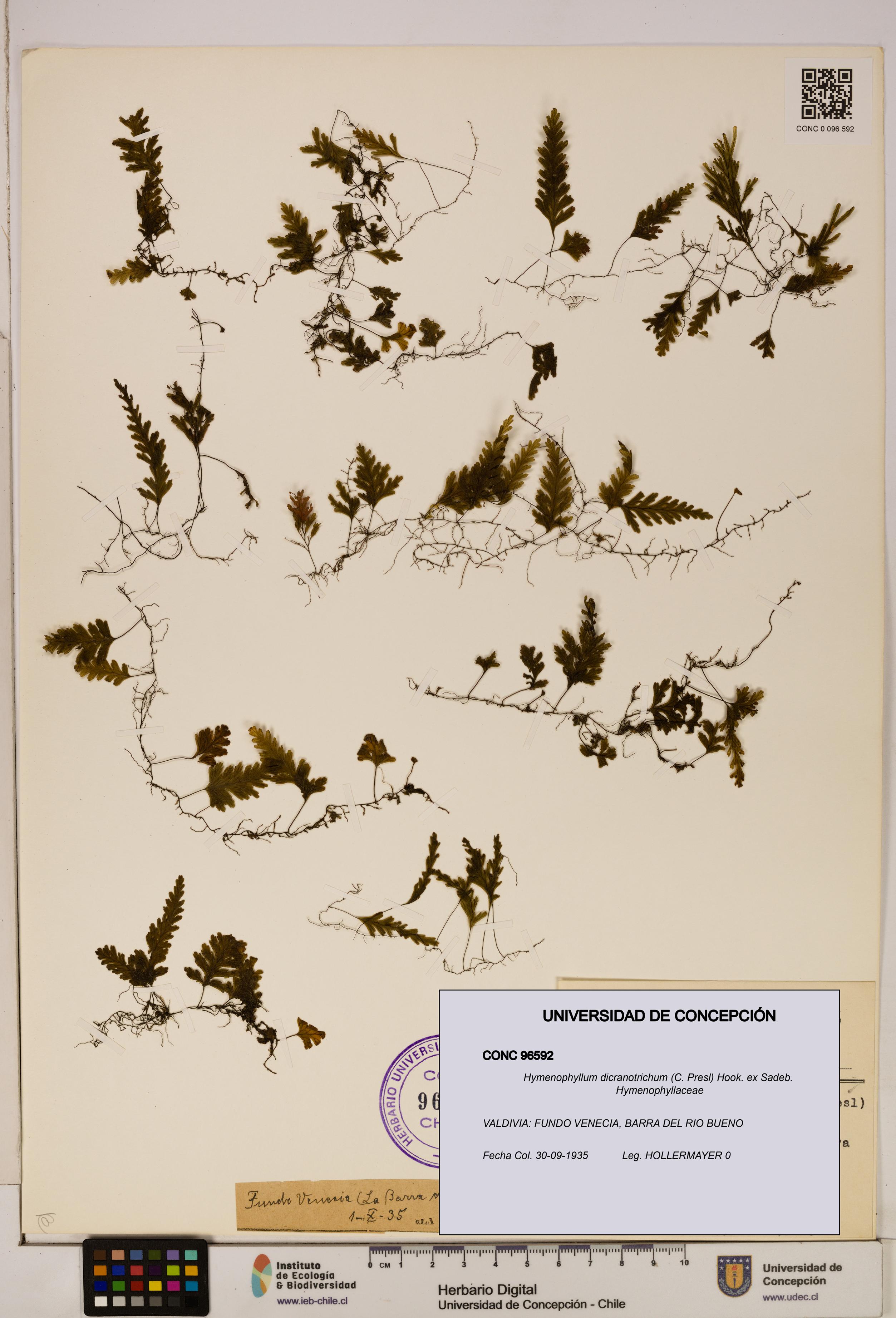 Hymenophyllum dicranotrichum [Espécimen: UDEC:CONC:0096592]