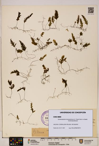 Hymenophyllum dicranotrichum [Espécimen: UDEC:CONC:0096593]
