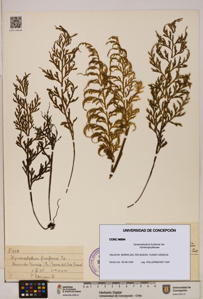 Hymenophyllum fuciforme [Espécimen: UDEC:CONC:0096594]