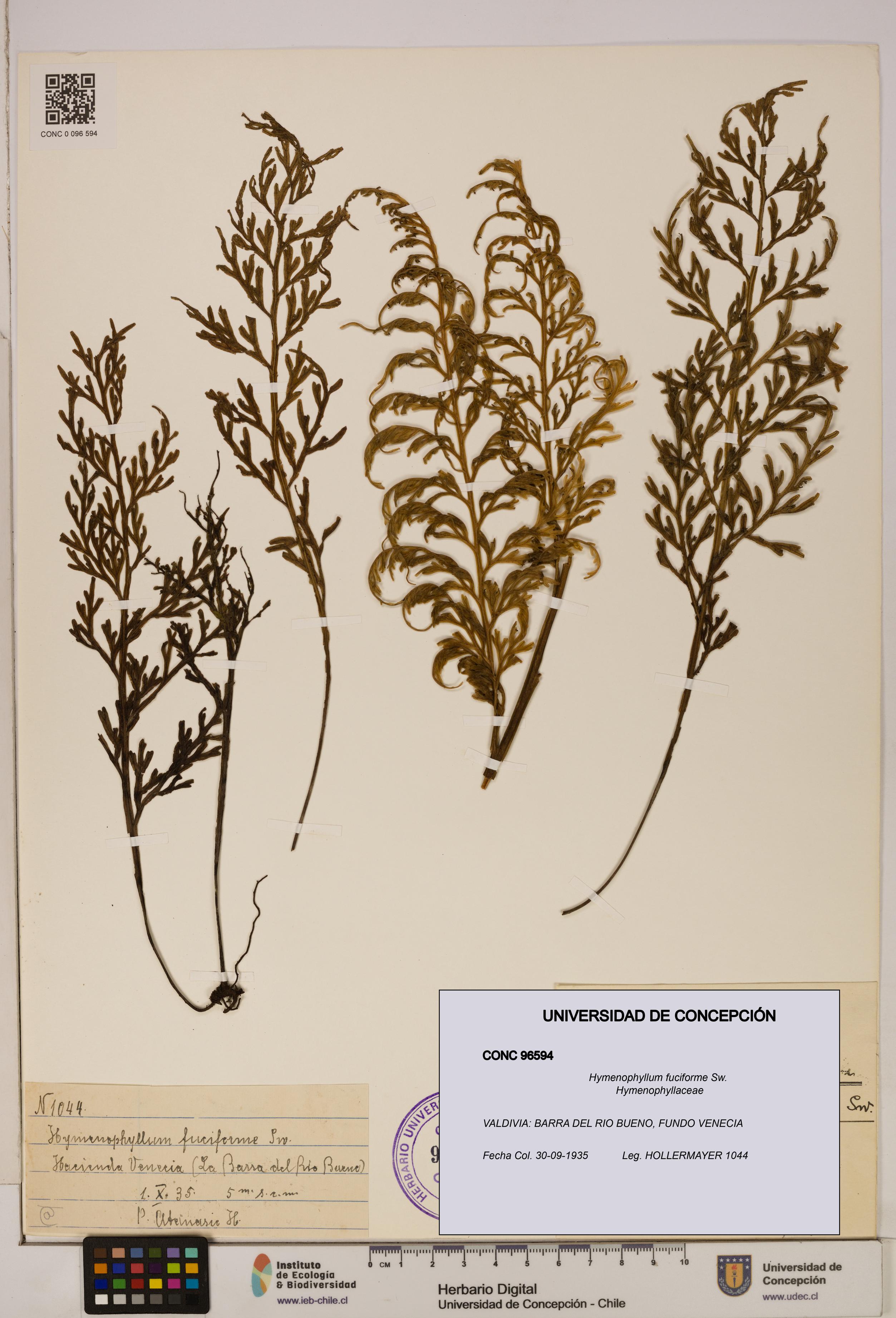 Hymenophyllum fuciforme [Espécimen: UDEC:CONC:0096594]
