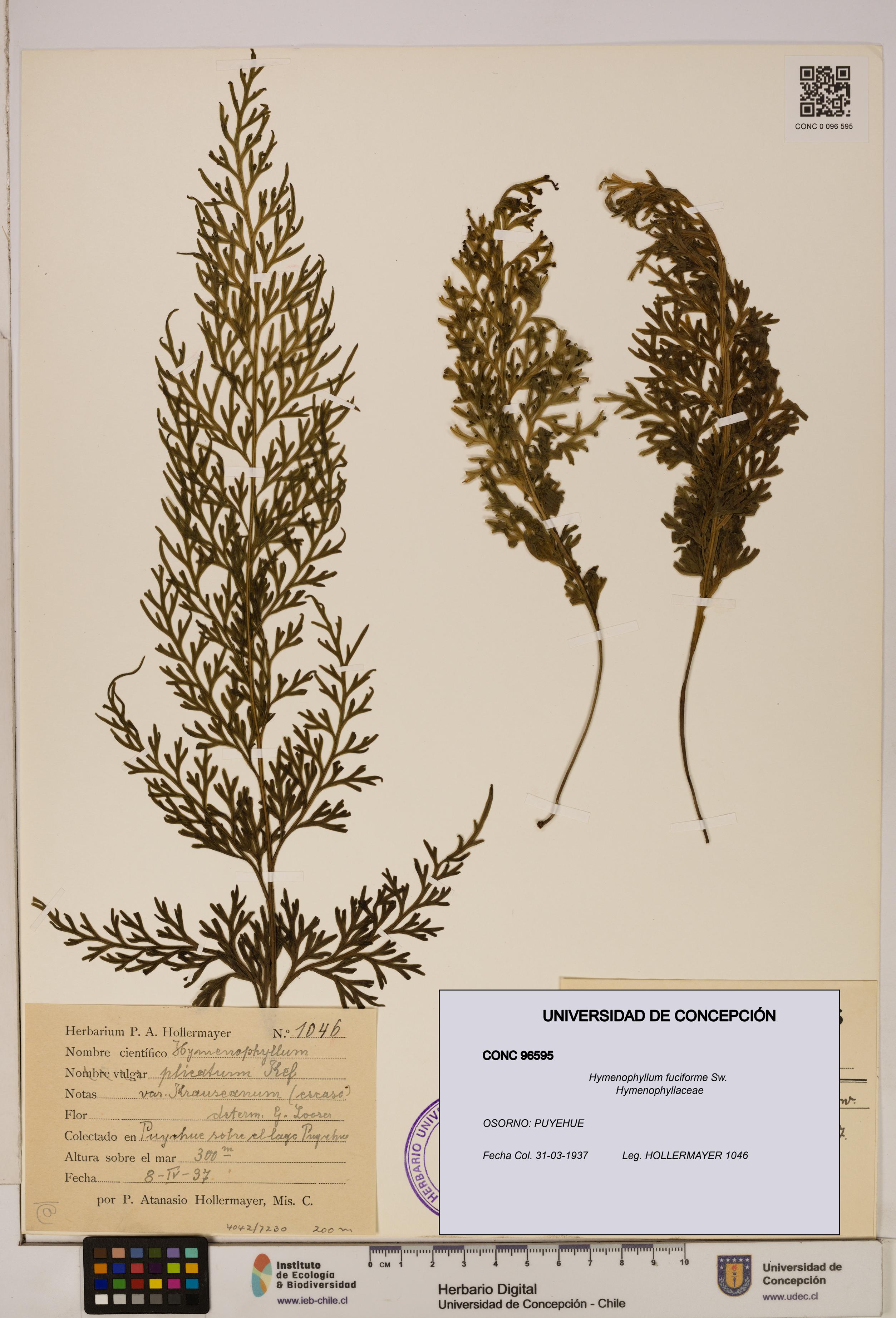 Hymenophyllum fuciforme [Espécimen: UDEC:CONC:0096595]