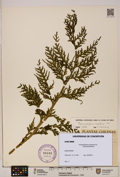 Hymenophyllum fuciforme [Espécimen: UDEC:CONC:0096596]