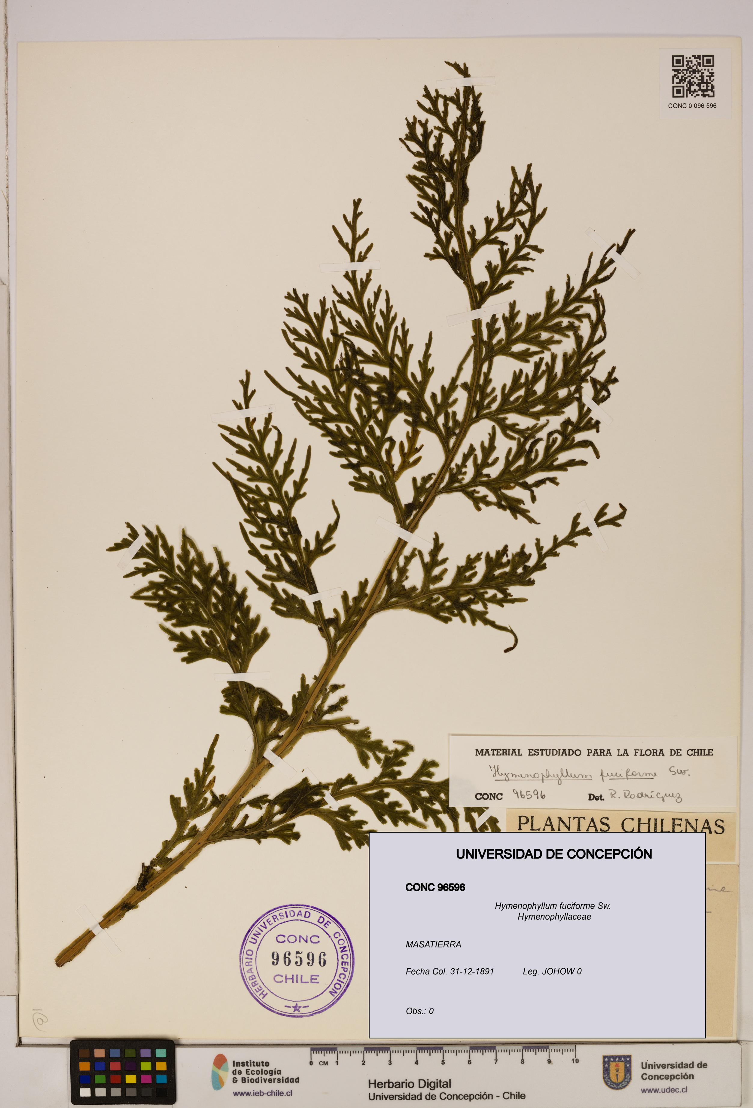 Hymenophyllum fuciforme [Espécimen: UDEC:CONC:0096596]