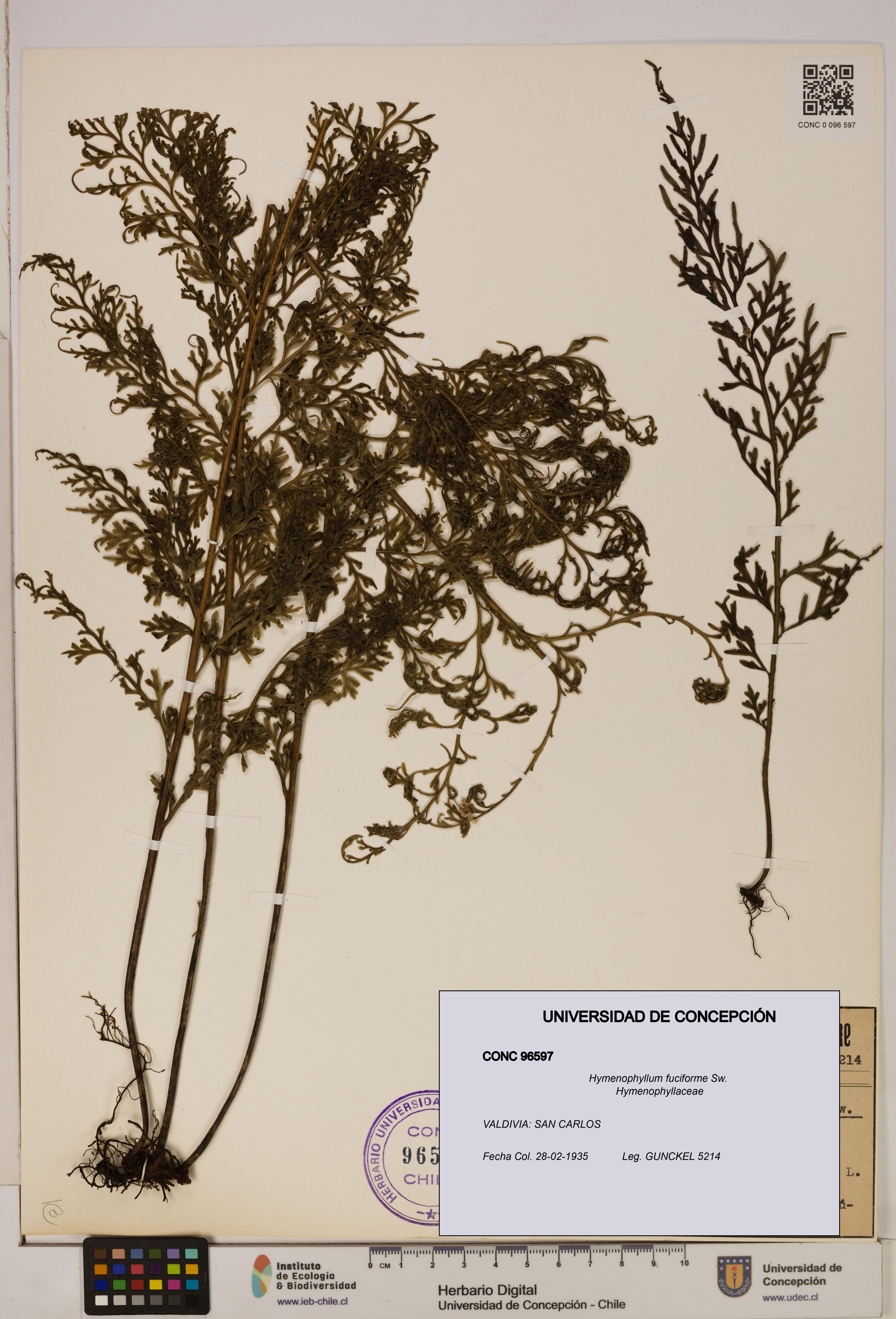 Hymenophyllum fuciforme [Espécimen: UDEC:CONC:0096597]