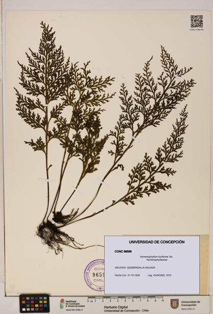 Hymenophyllum fuciforme [Espécimen: UDEC:CONC:0096598]
