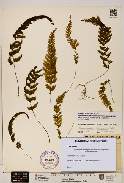 Hymenophyllum ferrugineum [Espécimen: UDEC:CONC:0096599]