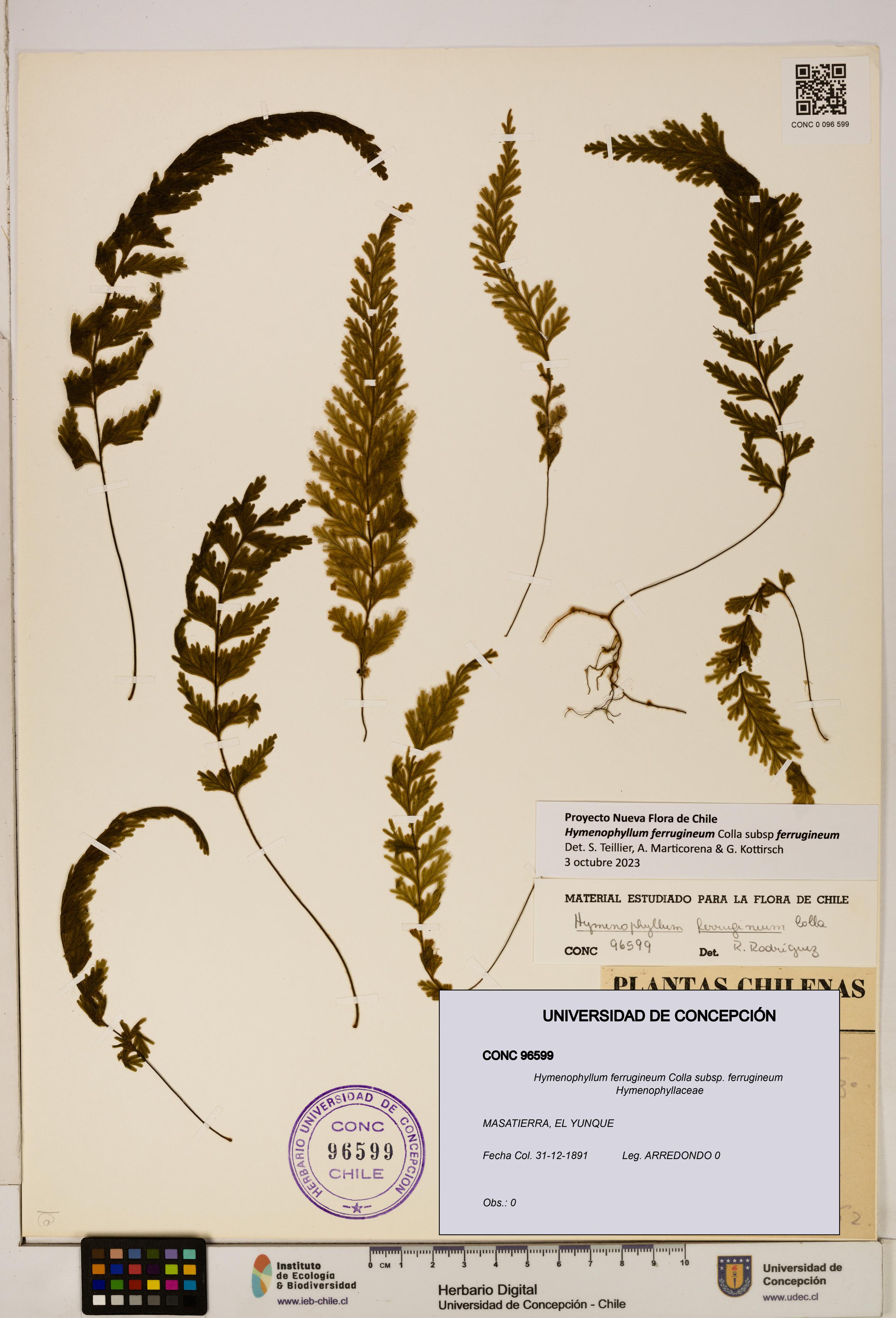 Hymenophyllum ferrugineum [Espécimen: UDEC:CONC:0096599]