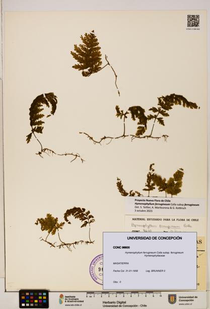 Hymenophyllum ferrugineum [Espécimen: UDEC:CONC:0096600]