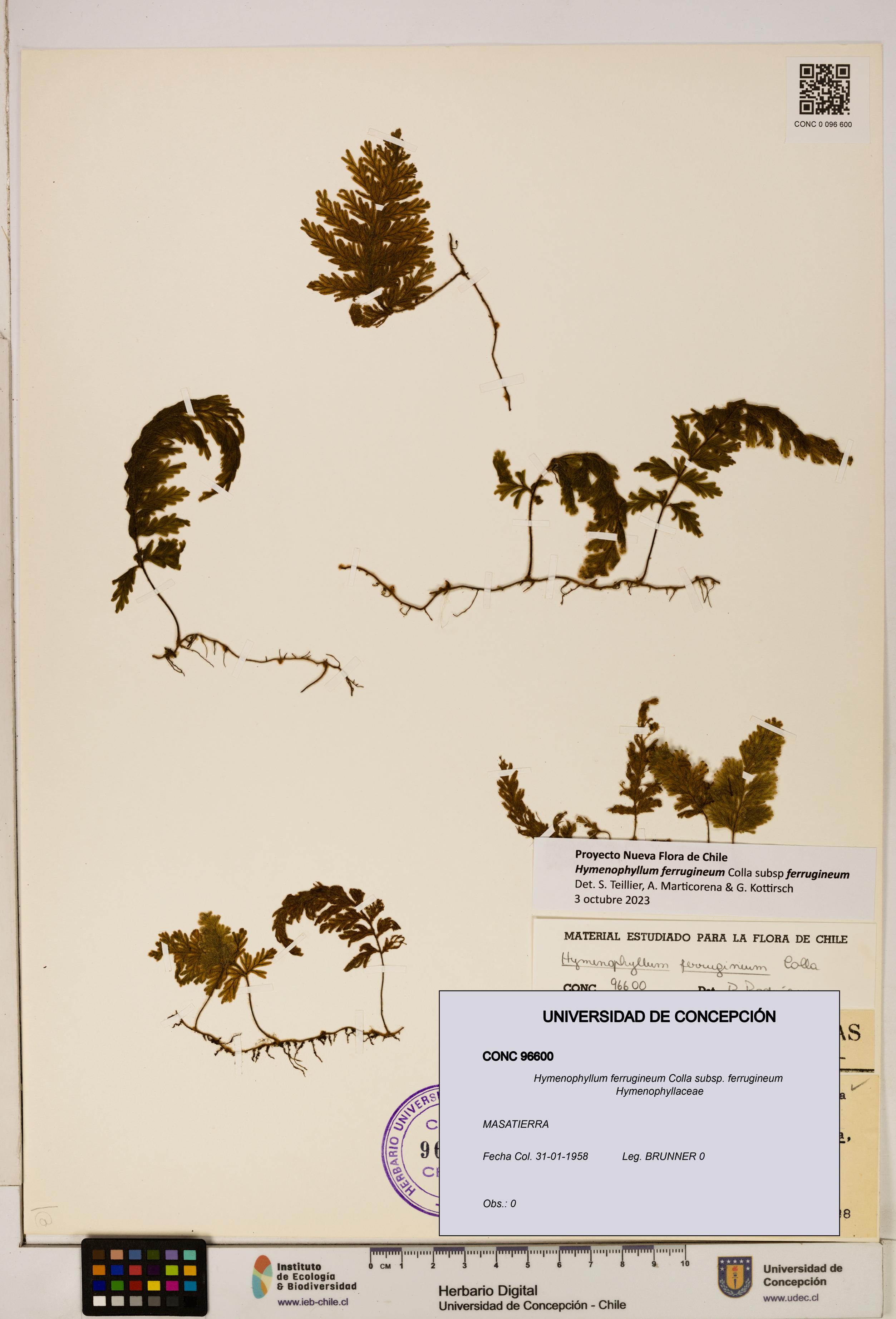 Hymenophyllum ferrugineum [Espécimen: UDEC:CONC:0096600]