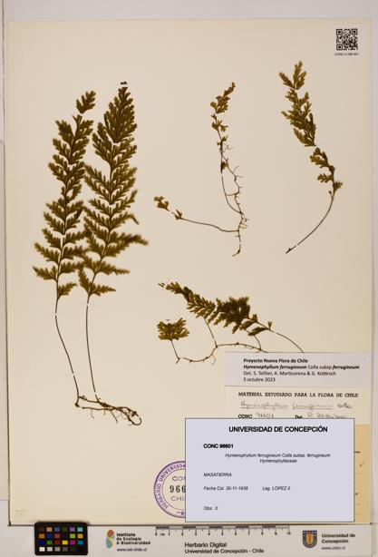 Hymenophyllum ferrugineum [Espécimen: UDEC:CONC:0096601]