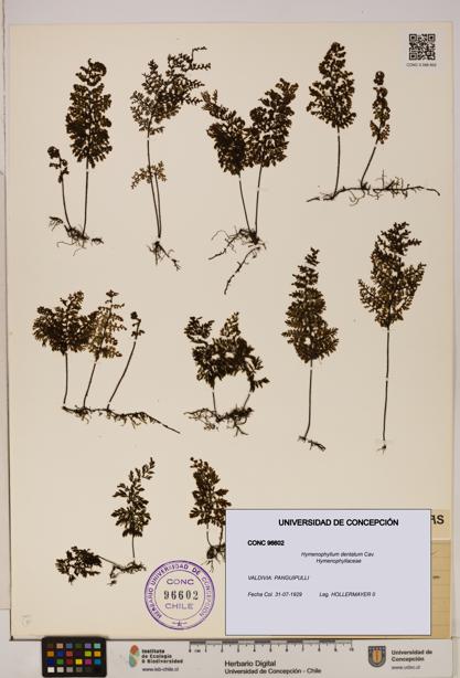 Hymenophyllum dentatum [Espécimen: UDEC:CONC:0096602]