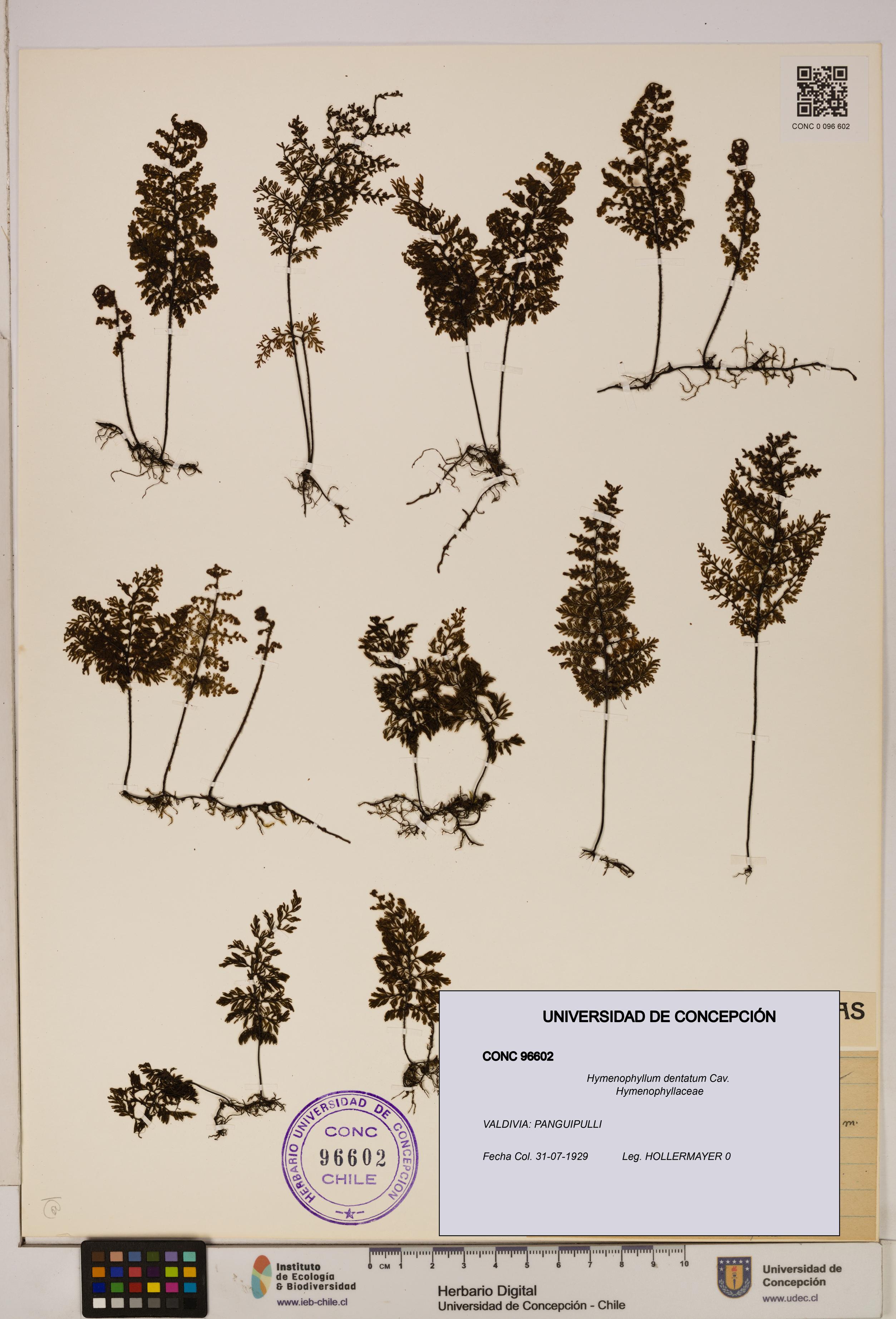 Hymenophyllum dentatum [Espécimen: UDEC:CONC:0096602]