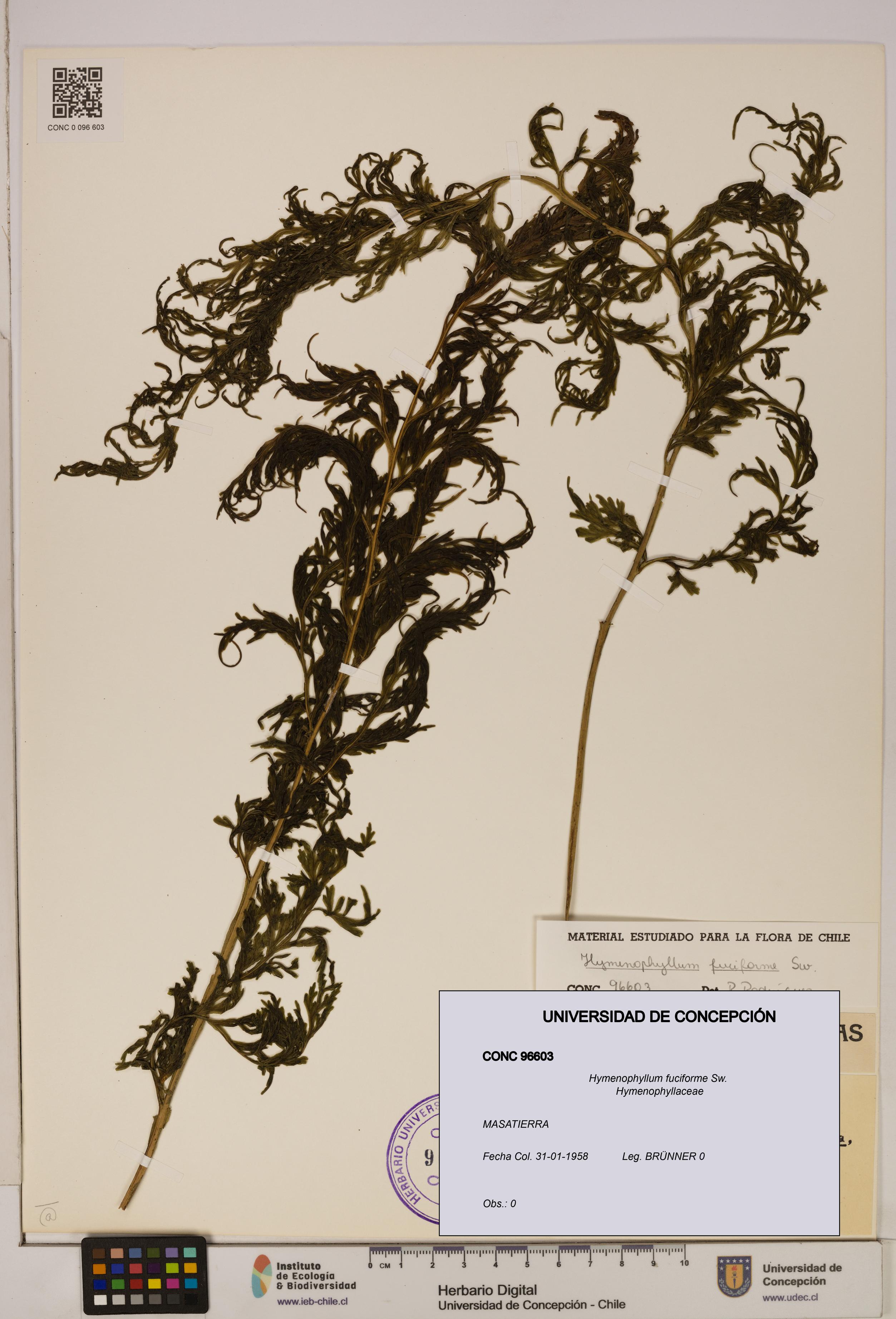 Hymenophyllum fuciforme [Espécimen: UDEC:CONC:0096603]