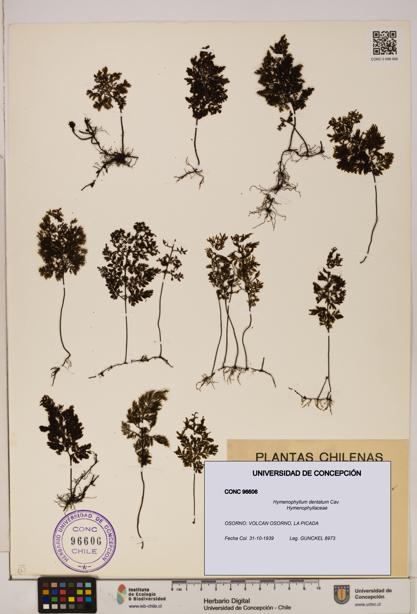 Hymenophyllum dentatum [Espécimen: UDEC:CONC:0096606]