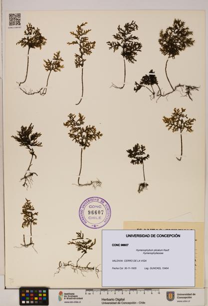 Hymenophyllum plicatum [Espécimen: ]