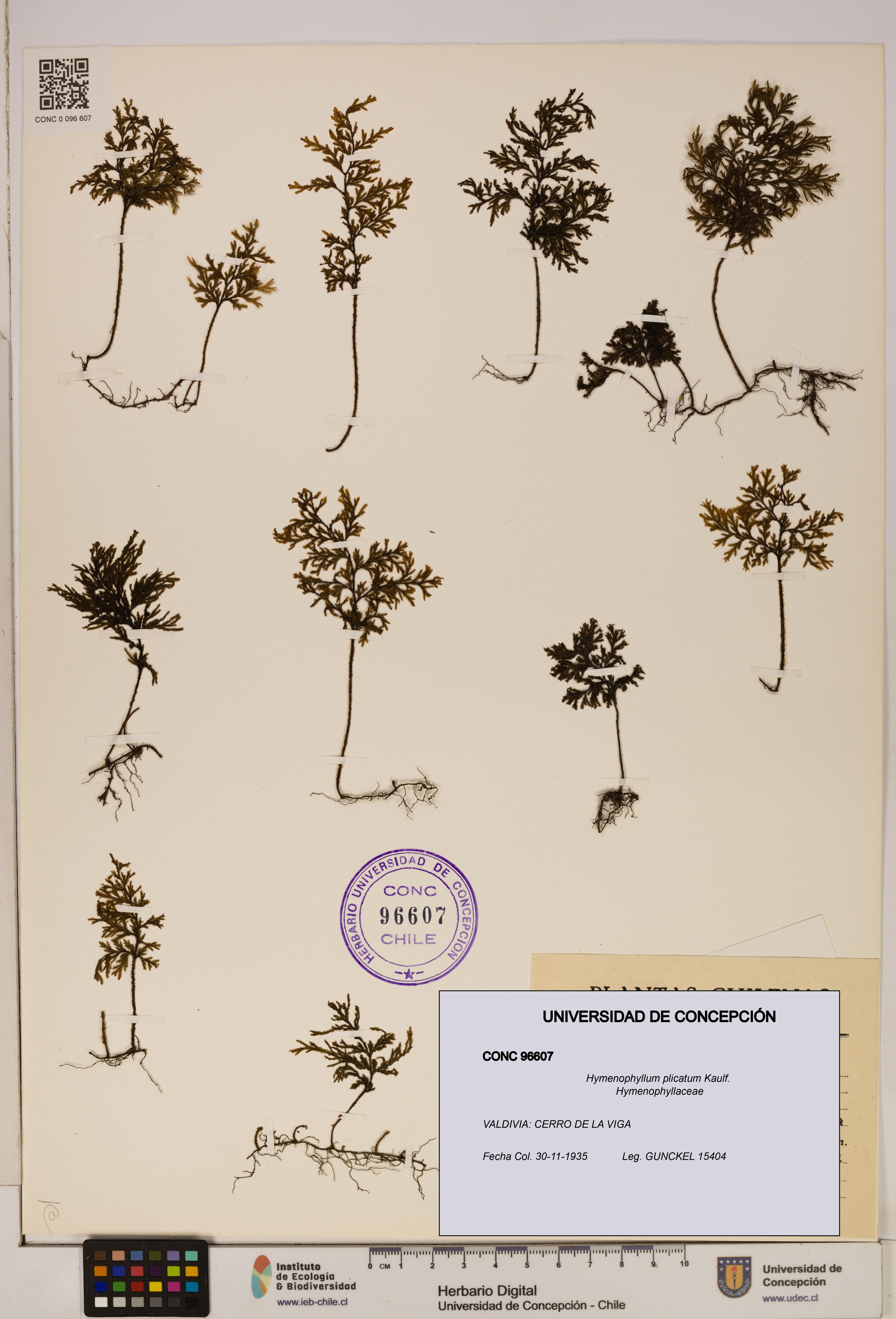Hymenophyllum plicatum [Espécimen: ]