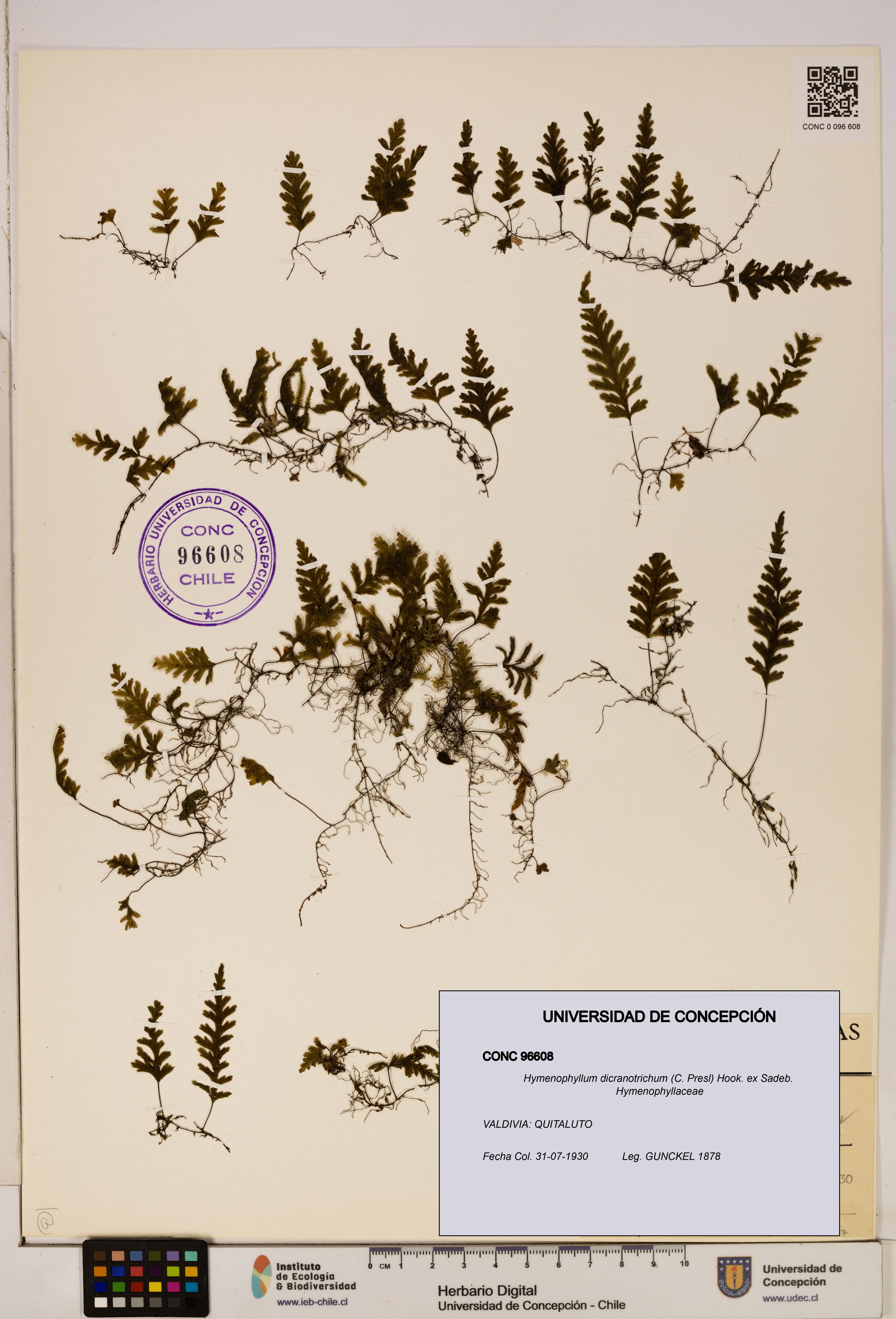 Hymenophyllum dicranotrichum [Espécimen: UDEC:CONC:0096608]