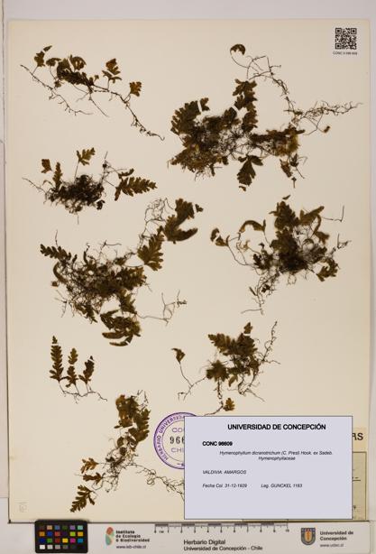 Hymenophyllum dicranotrichum [Espécimen: UDEC:CONC:0096609]