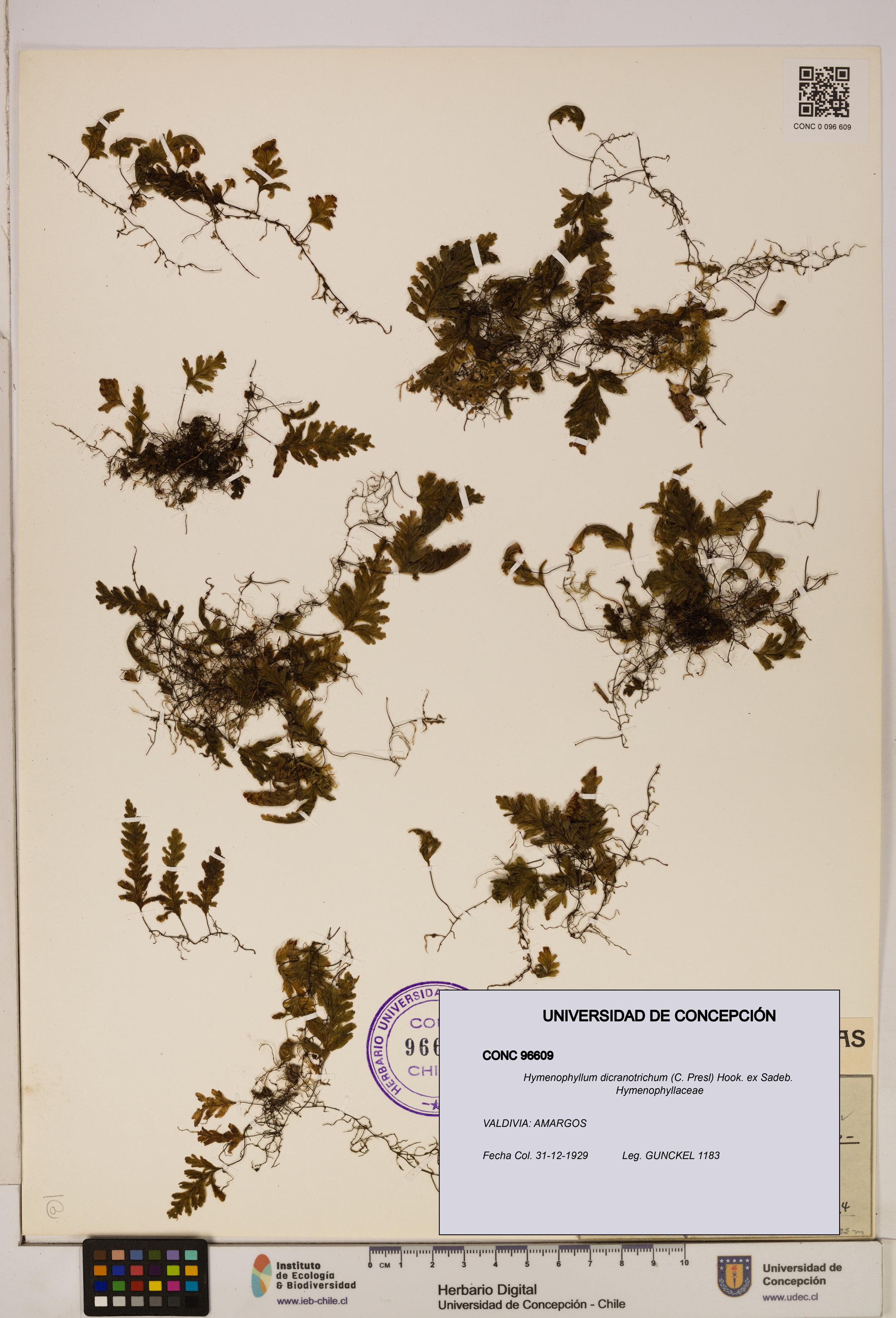 Hymenophyllum dicranotrichum [Espécimen: UDEC:CONC:0096609]