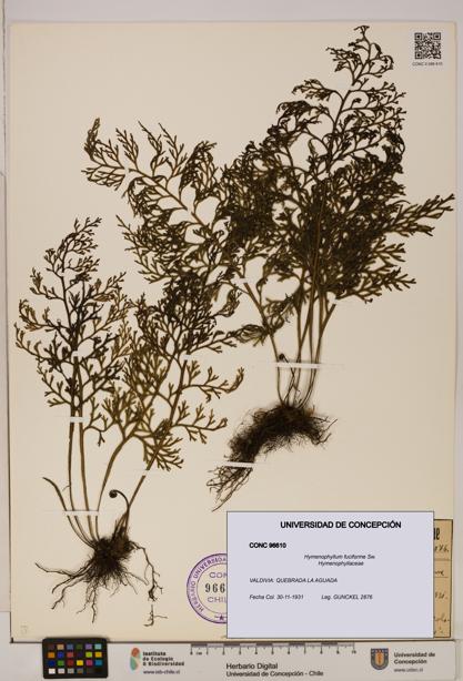 Hymenophyllum fuciforme [Espécimen: UDEC:CONC:0096610]