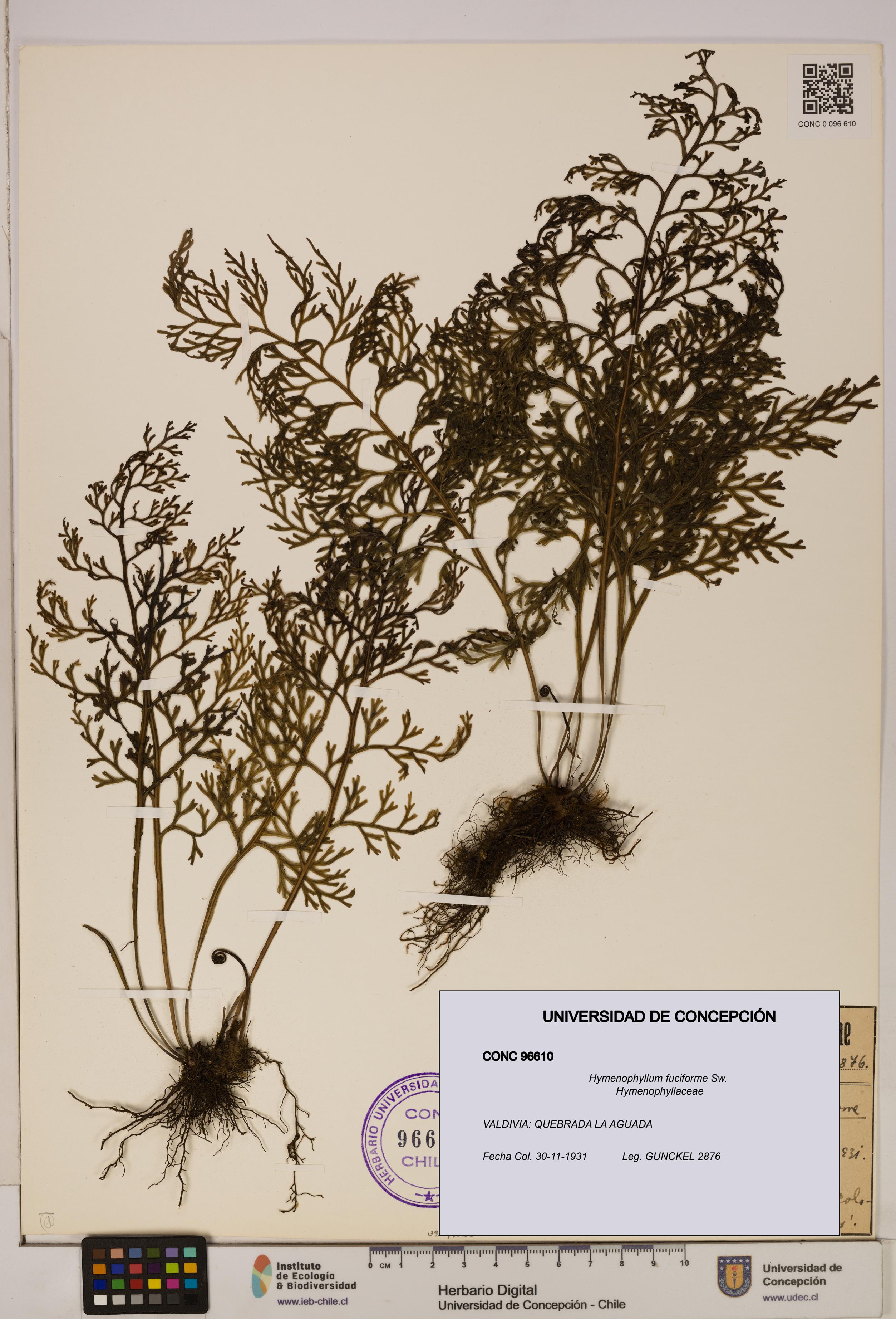Hymenophyllum fuciforme [Espécimen: UDEC:CONC:0096610]