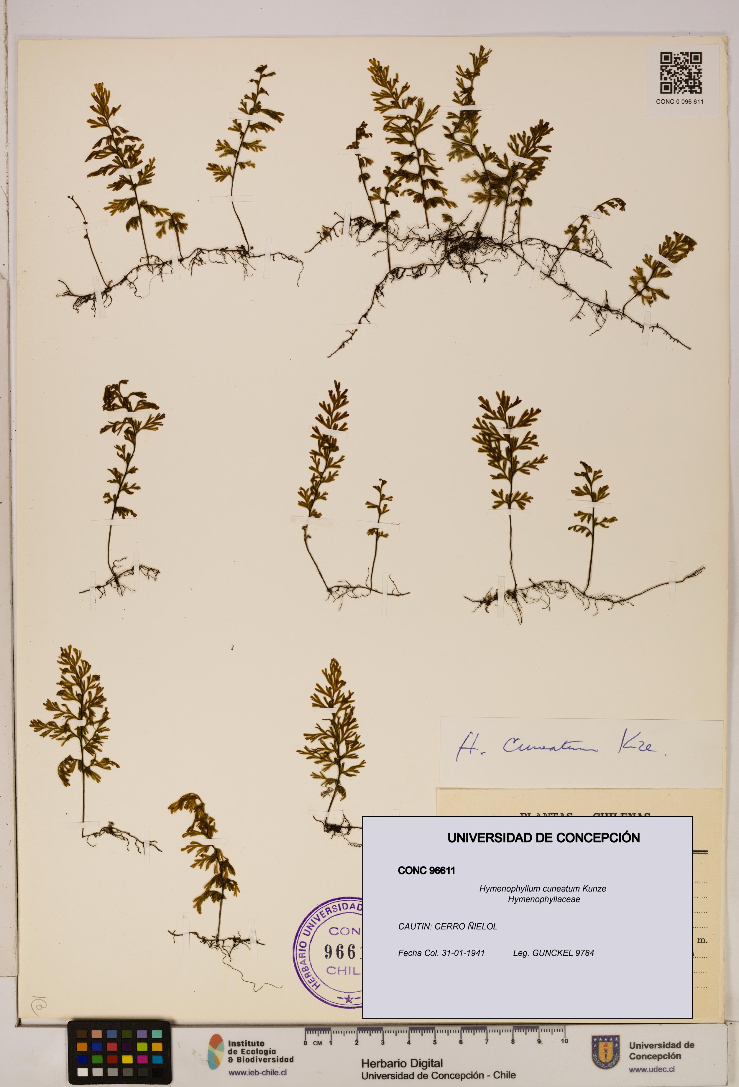 Hymenophyllum cuneatum [Espécimen: UDEC:CONC:0096611]
