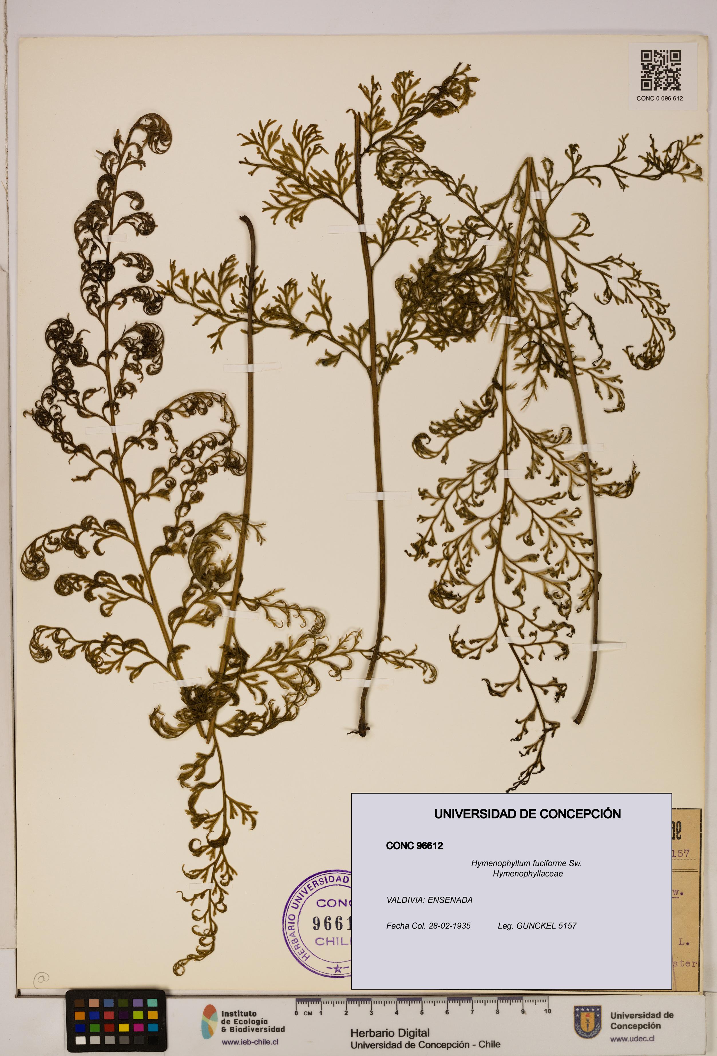 Hymenophyllum fuciforme [Espécimen: UDEC:CONC:0096612]
