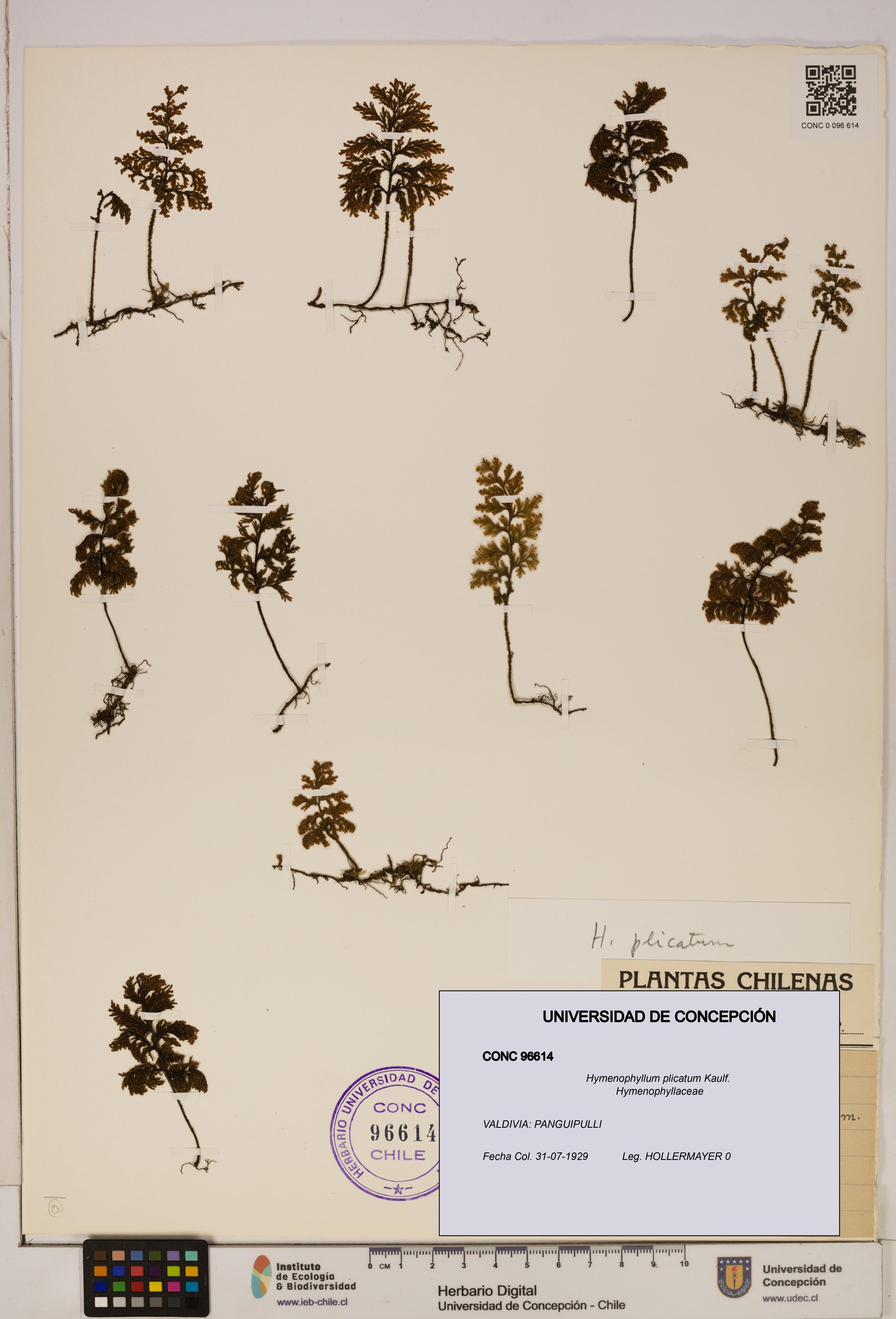 Hymenophyllum plicatum [Espécimen: ]