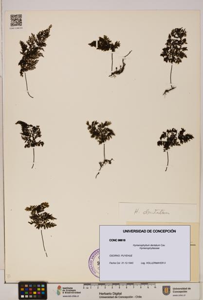 Hymenophyllum dentatum [Espécimen: UDEC:CONC:0096616]