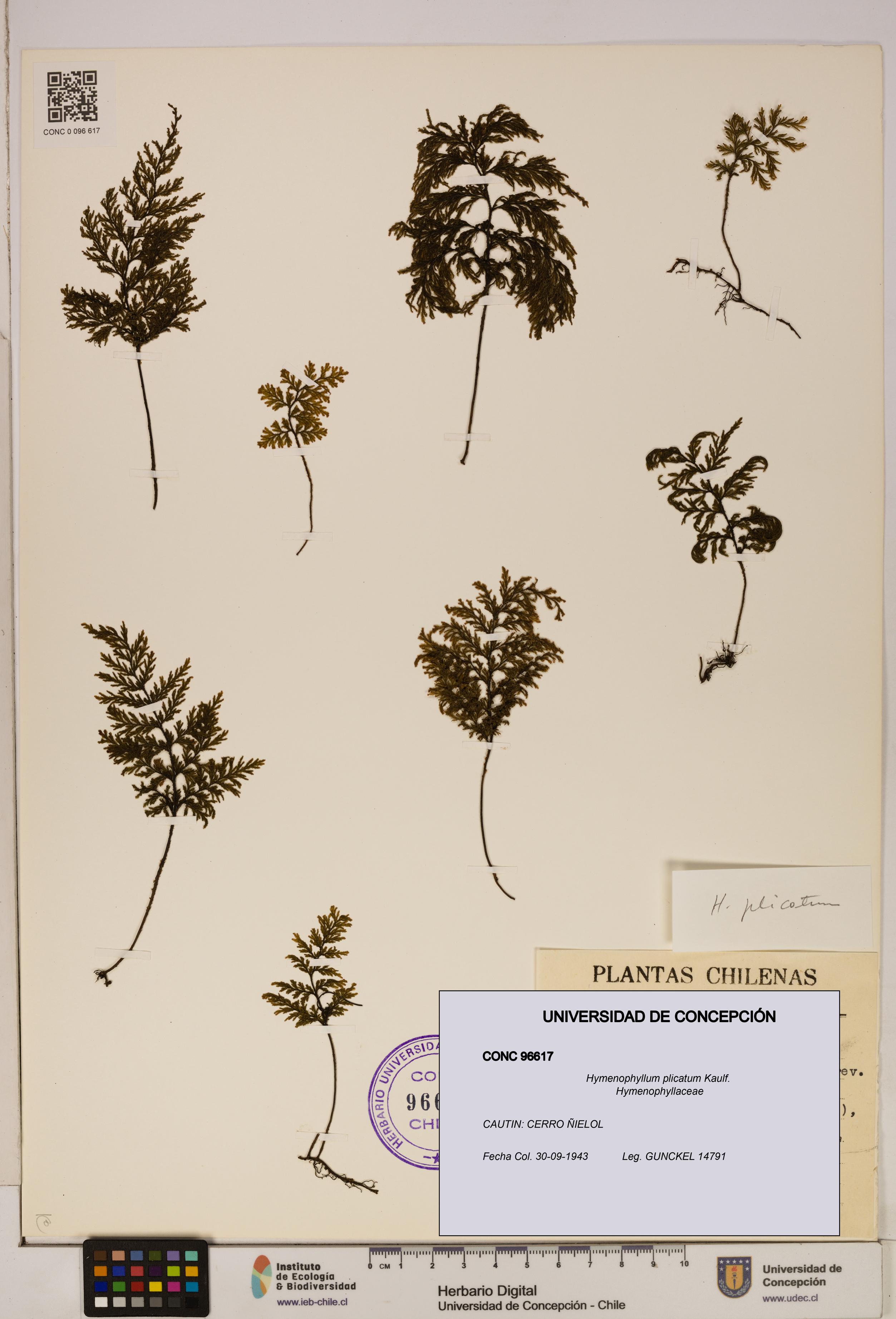 Hymenophyllum plicatum [Espécimen: ]