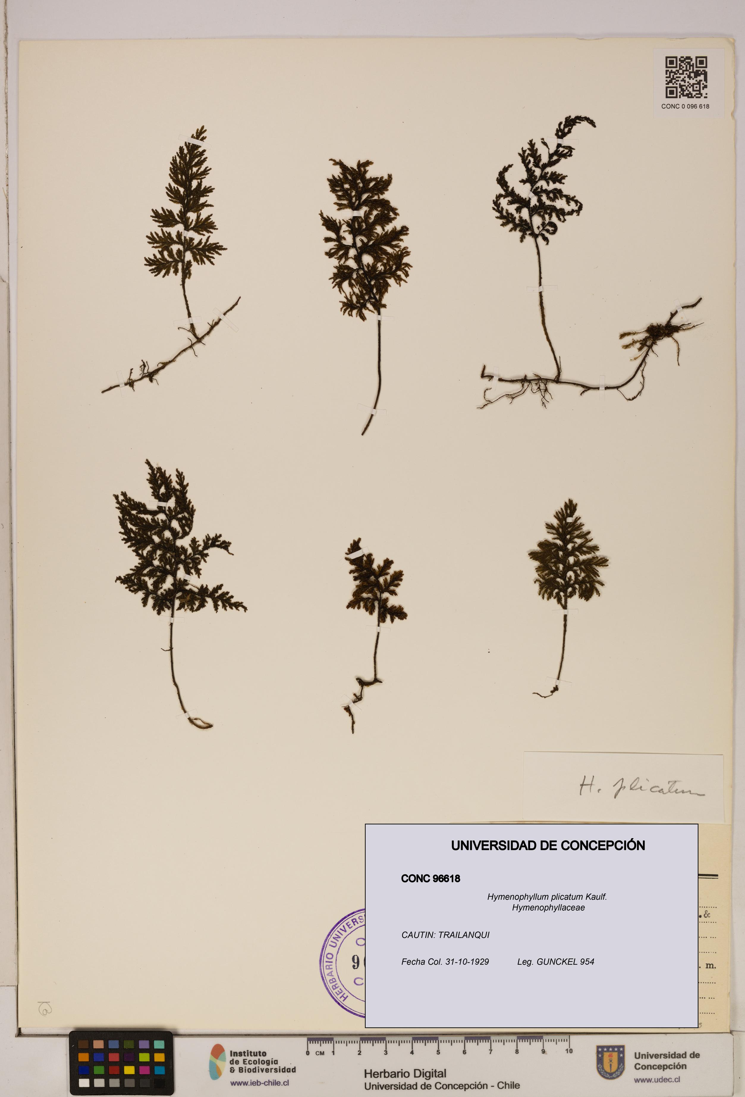 Hymenophyllum plicatum [Espécimen: ]